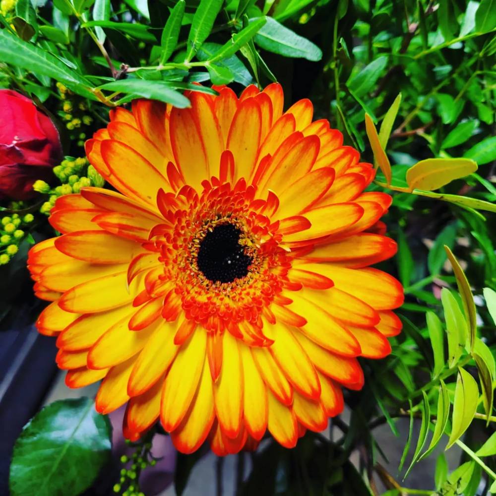 Dites le avec des fleurs (64)