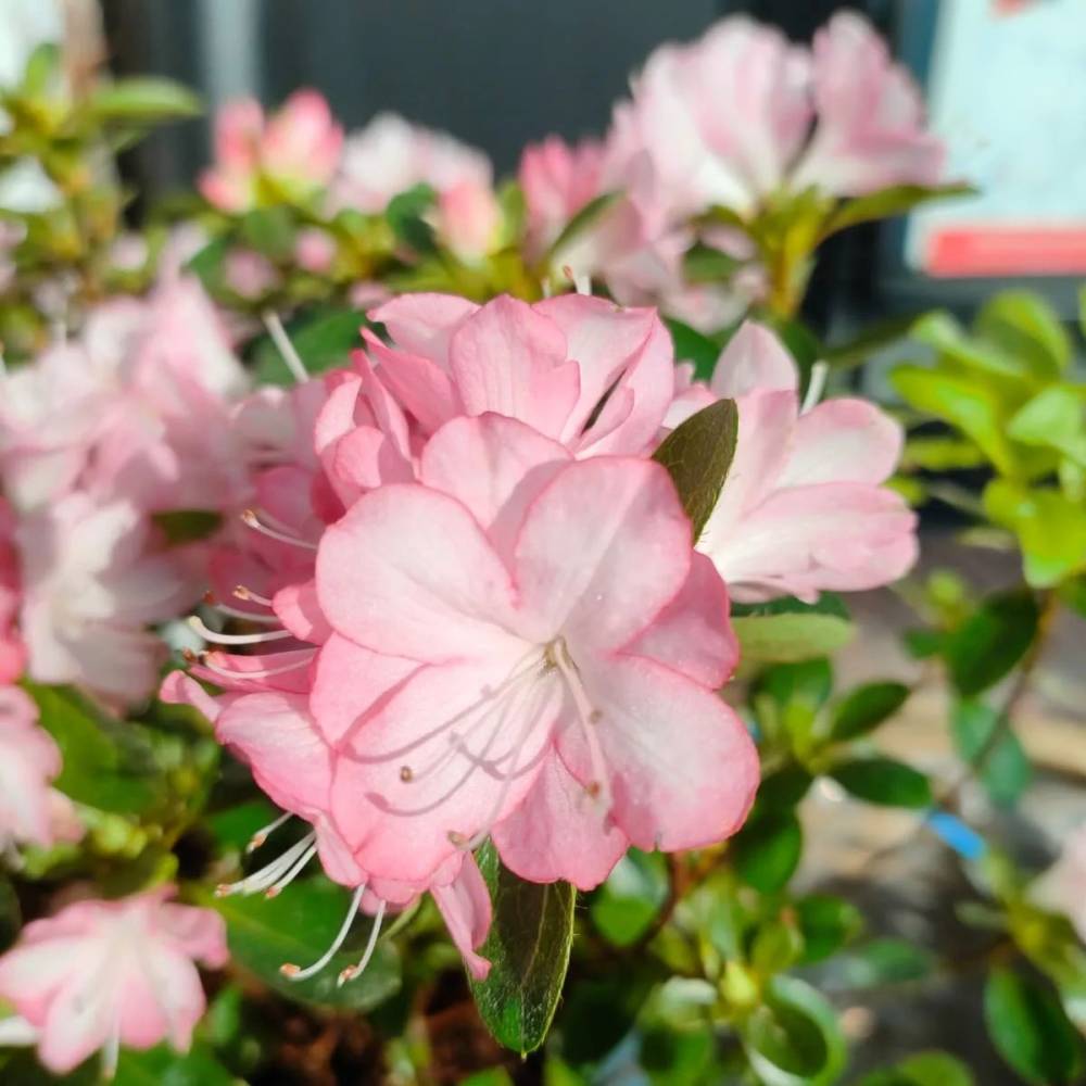 Dites le avec des fleurs (80)